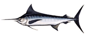 Atlantic Blue Marlin