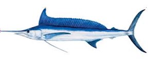 Atlantic Spearfish
