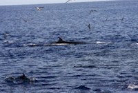 As baleias e golfinhos